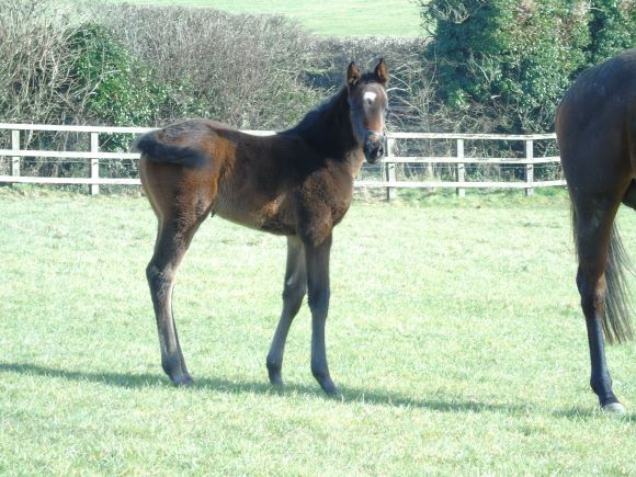 2023 filly by Nathaniel